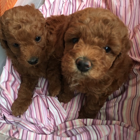 Meet your Posher, Terry - Picture 9 of 16